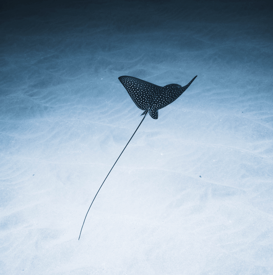 Perfect collaborations - maiswim