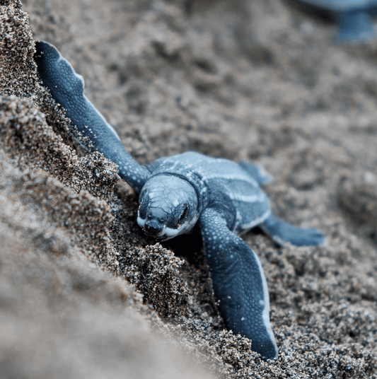 Why you should care - maiswim