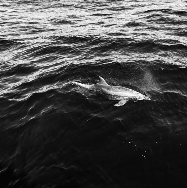 The Ocean is my Home